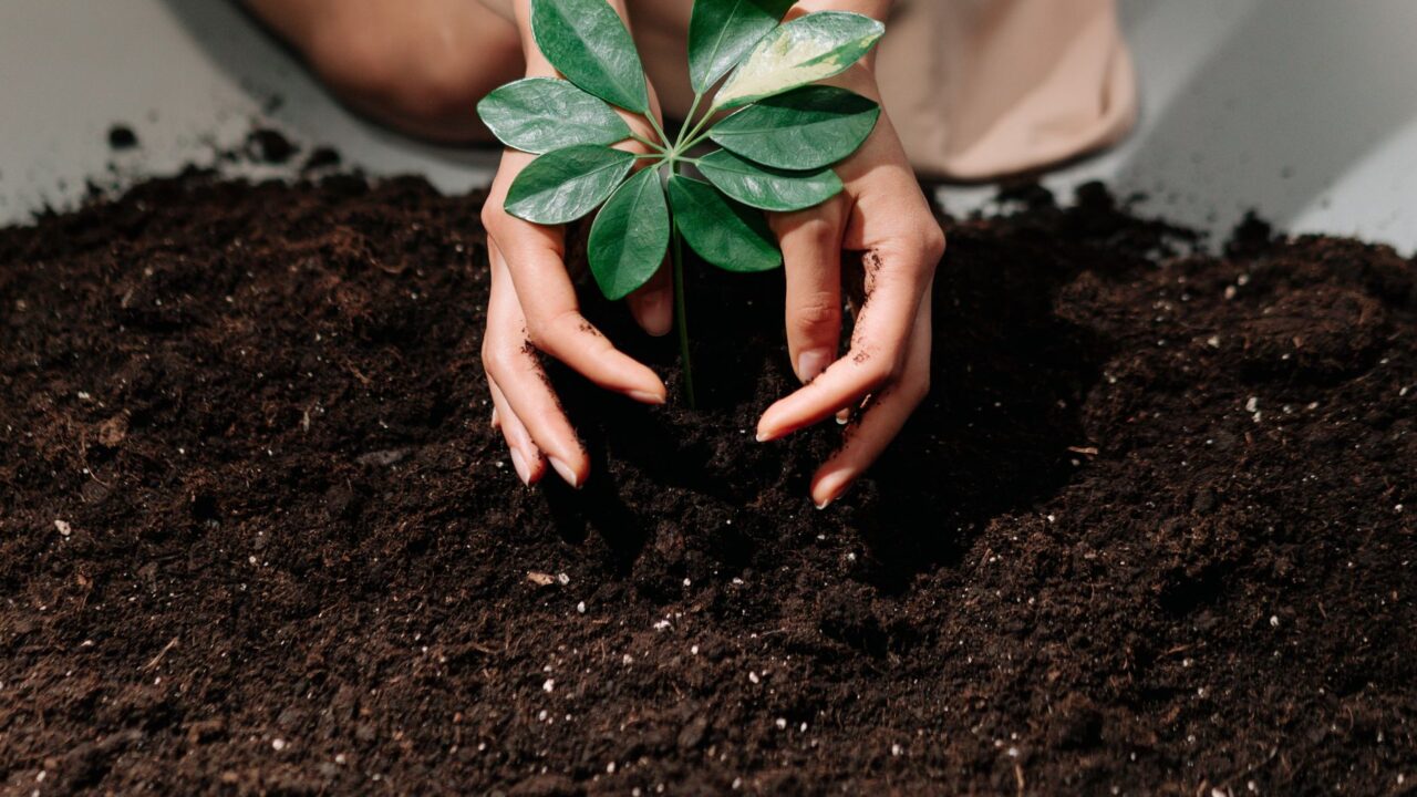 Handen met aarde tijdens het planten