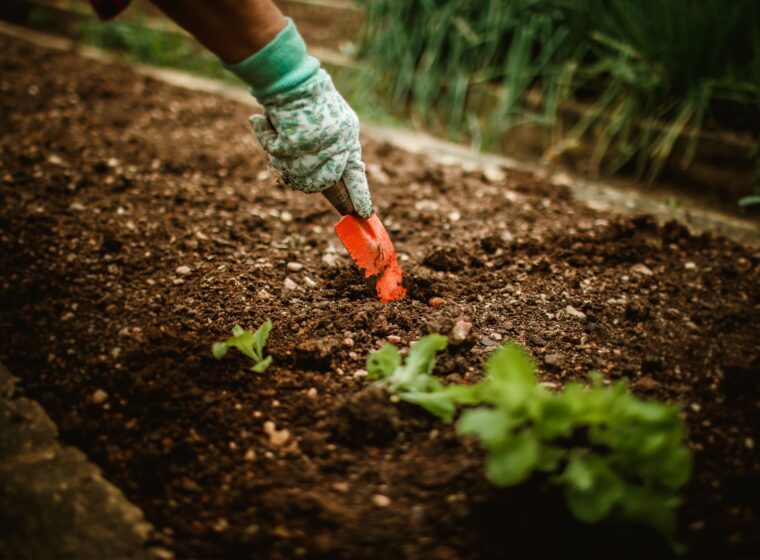 Spade in de aarde van een moestuinbed
