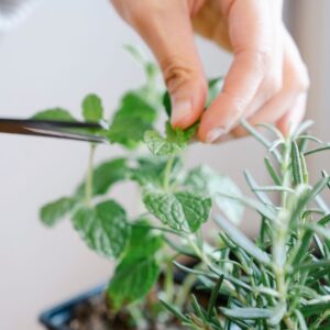 Tuinschaar rvs fijn